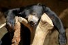 sleeping bear.jpg