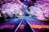 cherry-blossom-season-2014-3.jpg