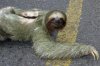 road sloth.jpg