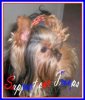 ZIGGY JULY 4TH 2007-3 - Copy.jpg ZIGGY JULY 4TH 2007-3 - Copy.jpg