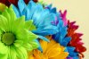 flower rainbow.jpg