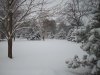 Back Yard Jan 2011 006 Standard e-mail view.jpg