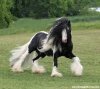 horse Gypsy Vanner.jpg