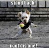 funny-dog-pic-09.jpg