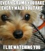 yorkie funny.jpg