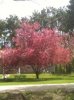 tree.jpg