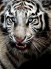 White_Tiger_2_by_mceric.jpg