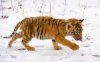 snow_tiger_cub-wide.jpg