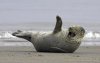 seal.jpg