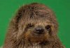 SlothBeatnik.jpg