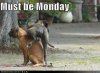 must be Monday dogs.jpg