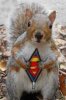 supersquirrel.jpg
