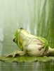 FrogBack.jpg