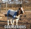 goat-serious.jpg