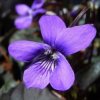 labrador_violet_693_medium.jpg labrador_violet_693_medium.jpg