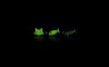cat+fish green.jpg