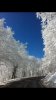 Snow trees WV.jpg