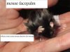1mouse_facepalm_by_cloudchild75-d7v1w0m.jpg