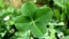 4LeafClover.jpg