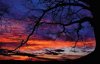 Oak sunrise.jpg