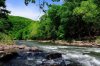 River Trees.jpg