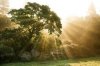 oak-tree.jpg