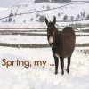 Spring1.jpg