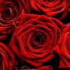Bed_of_Roses_2bd6a5cb-982a-42de-9e77-34144c52639b_medium.jpg