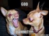 angry-dog-meme-generator-god-dammit-e44cd4.jpg