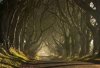 trees.jpg