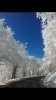 Snow trees WV.jpg