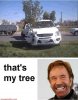 Norris tree.jpg