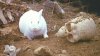 Monty_Python_rabbit.jpg