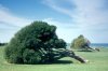 tired tree.jpg