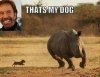 Norris Dog.jpg