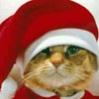Xmas-Cat.jpg