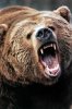 Angry-Grizzly-Bear.jpg