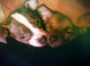 PUPS1.jpg