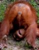 orangutan-240x300.jpg