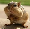 squirrelpuffycheeks.jpg