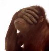 Facepalmorangflipped.jpg