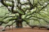 angel-oak.jpg
