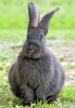 odd-rabbit.jpg