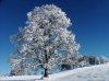 winter-tree-snow-covered_zpsf642ba87.jpg