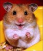Hamster YAY.jpg
