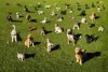 dogs-in-park2.jpg