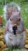 SquirrelWithGun.jpg