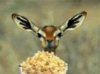 gazelle.jpg