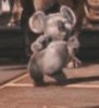 dance Koala Booty Dance.jpg