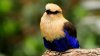animals_hdwallpaper_exotic-bird_66667.jpg
